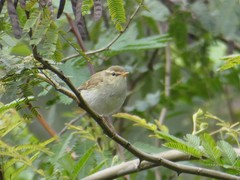 Phylloscopus