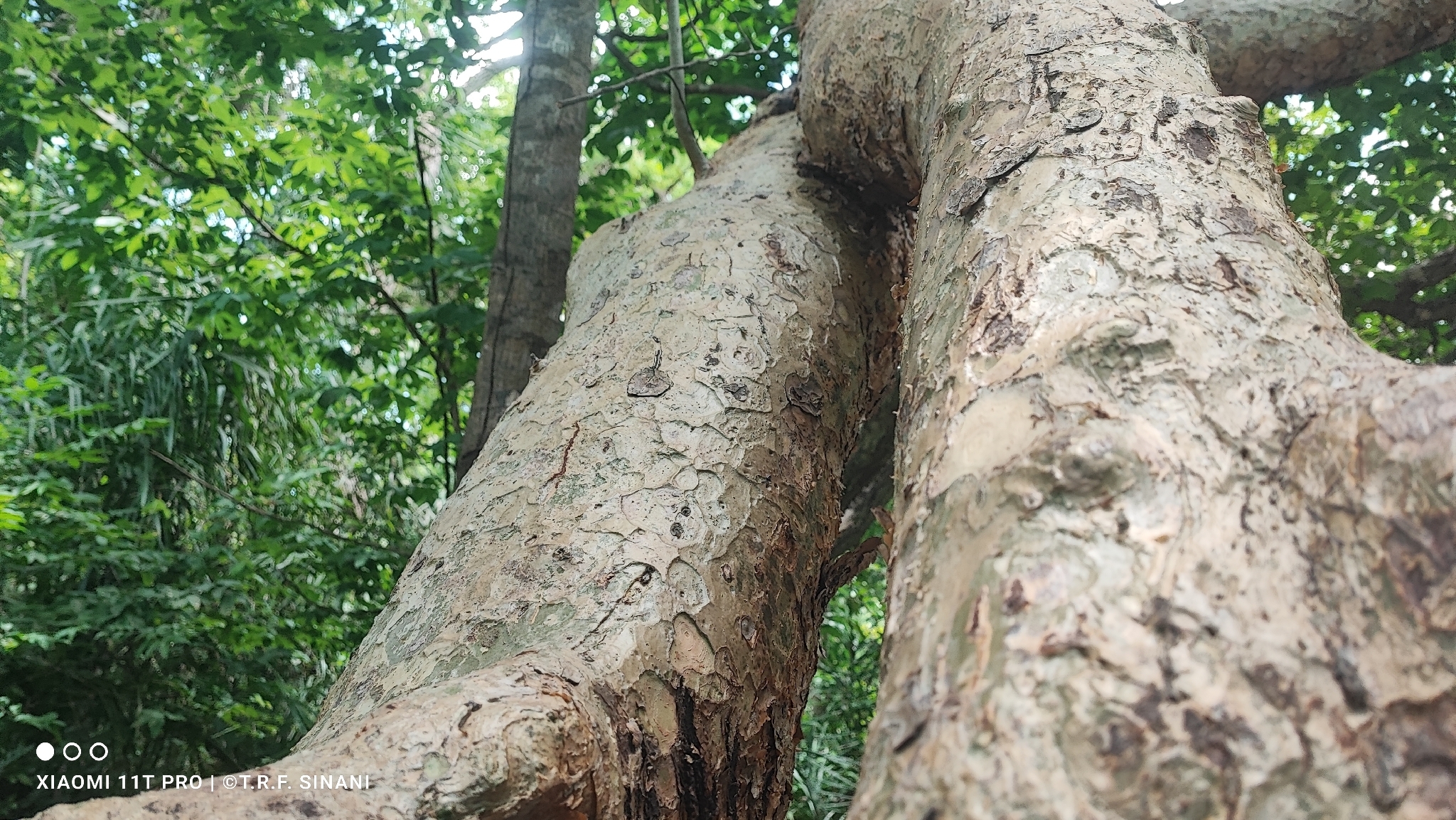 Bursera leptophloeos