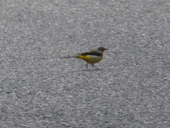 Motacilla cinerea