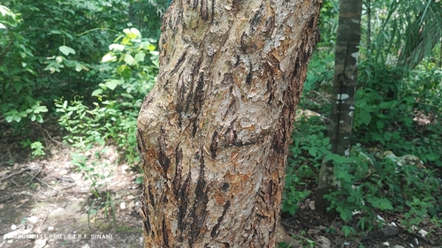 Bursera leptophloeos