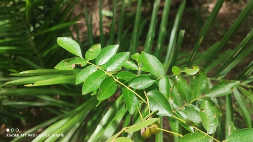 Bursera leptophloeos