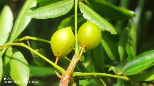 Bursera leptophloeos