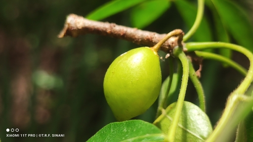 Bursera leptophloeos