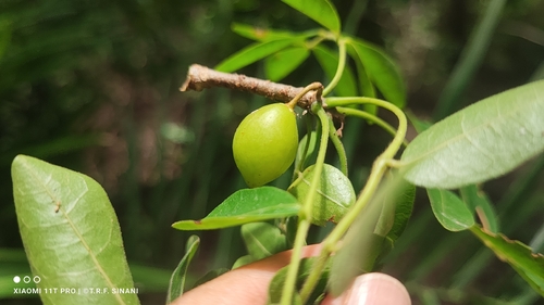 Bursera leptophloeos