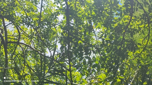 Bursera leptophloeos
