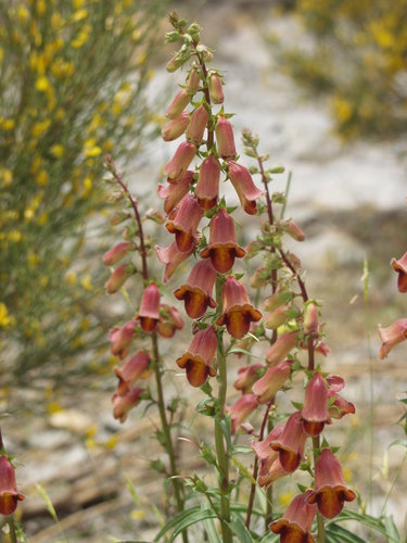 Digitalis obscura (Digitalis obscura)
