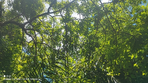 Bursera leptophloeos