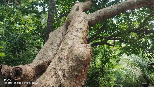 Bursera leptophloeos