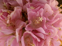 Dombeya wallichii