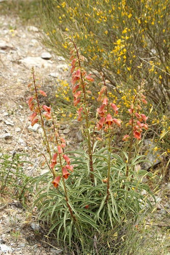 Image of Spanish Rusty Foxglove (Digitalis obscura) by no rights reserved