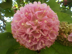 Dombeya wallichii