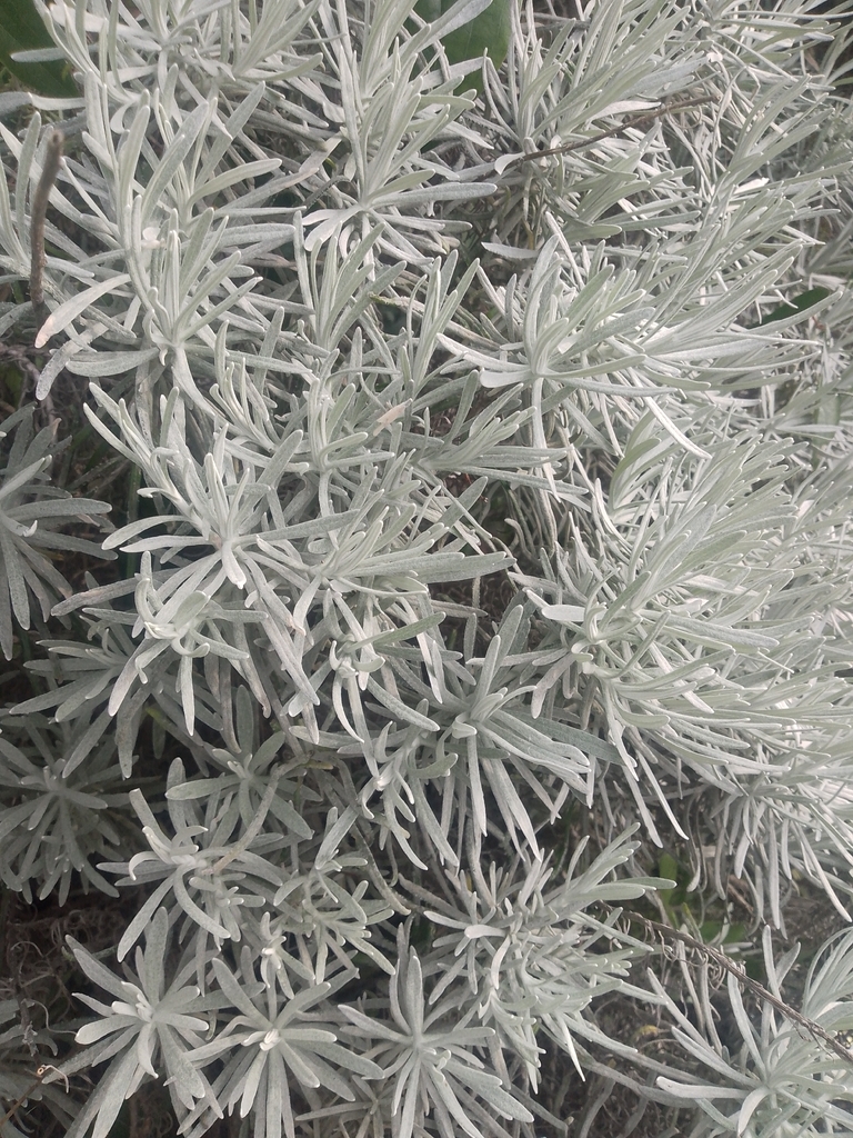 Curry plant