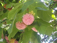 Dombeya wallichii
