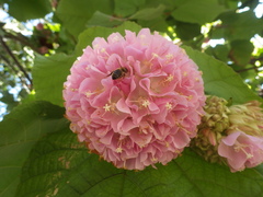 Dombeya wallichii