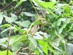 Erpornis zantholeuca