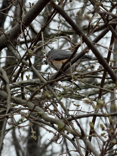 Tufted Titmouse