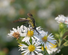 Lepidophora lepidocera