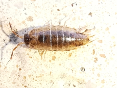 Chaetophiloscia elongata