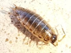 Chaetophiloscia elongata