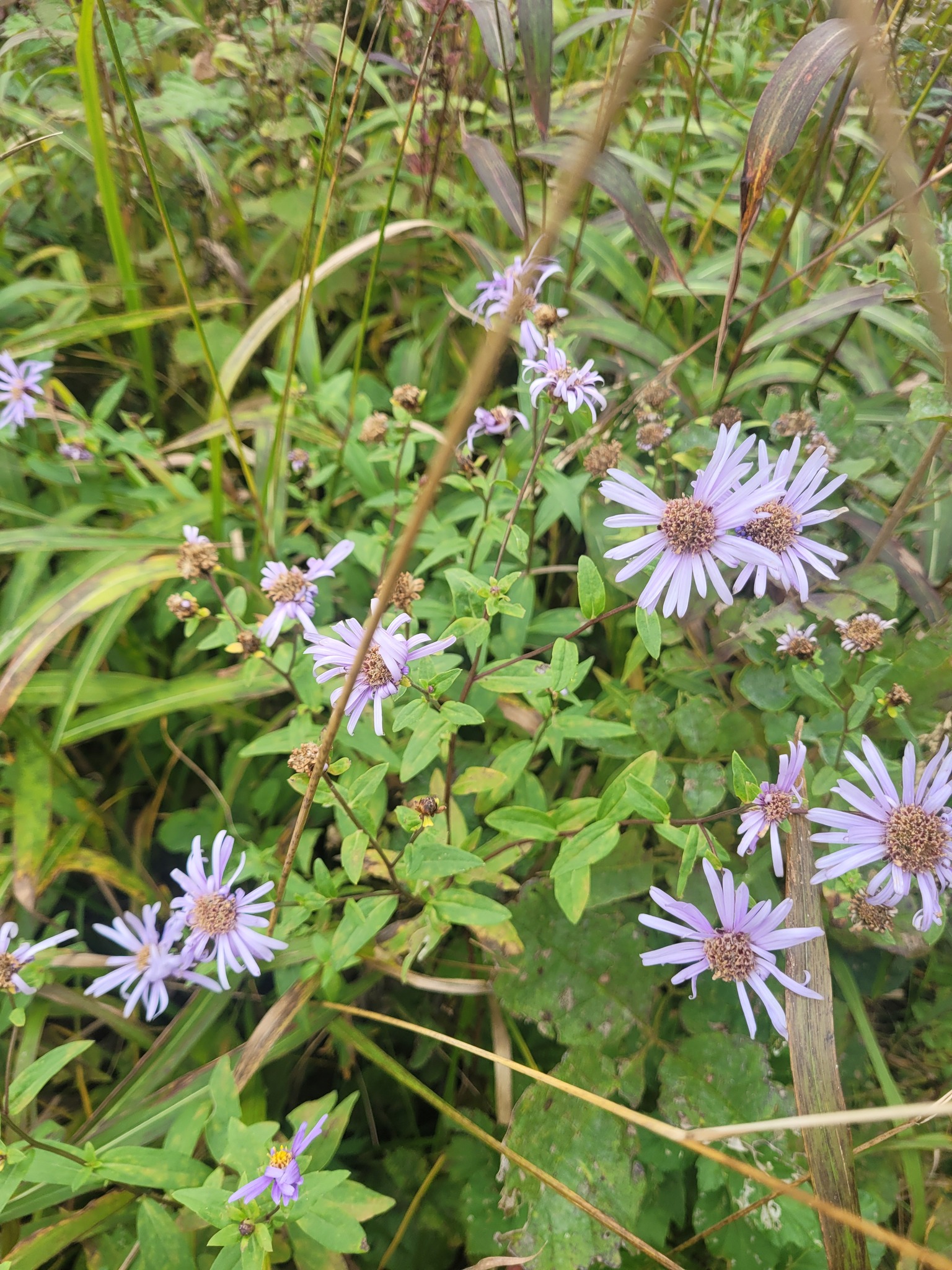 Maack’s Aster (Aster maackii)