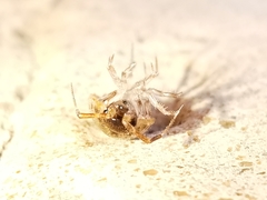 Chaetophiloscia elongata