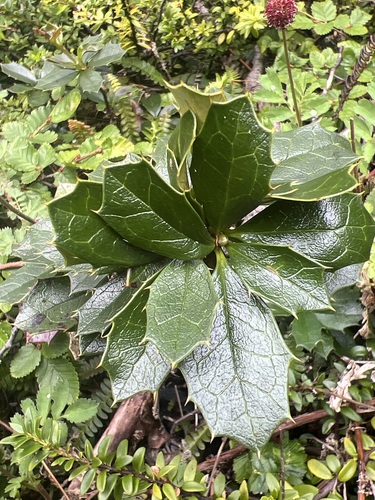 Berberis ilicifolia, photograph 6