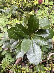 Berberis ilicifolia, photograph (c) Andy Jordan, some rights reserved (CC BY)