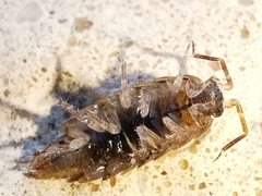 Chaetophiloscia elongata
