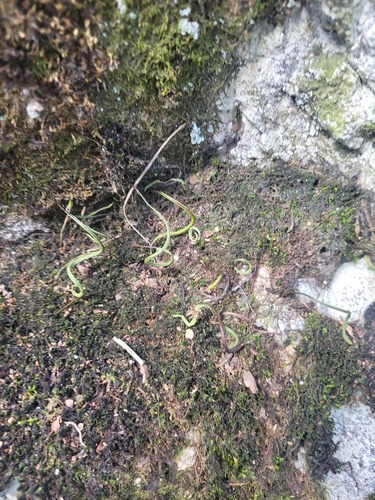 Ussurian scaly polypody (Lepisorus ussuriensis)