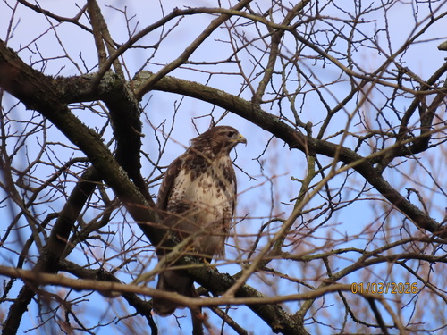 Common Buzzard