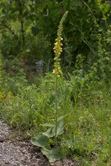Verbascum nigrum