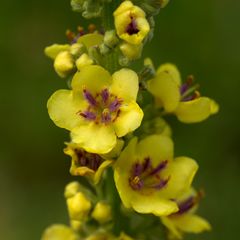 Verbascum nigrum