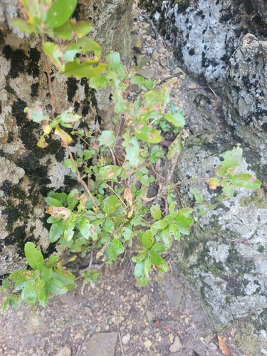 Jindalrae (Rhododendron mucronulatum)