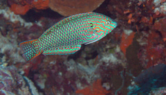 Blackspotted Wrasse photo 3