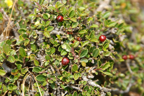 Image of Rhamnus myrtifolia by no rights reserved