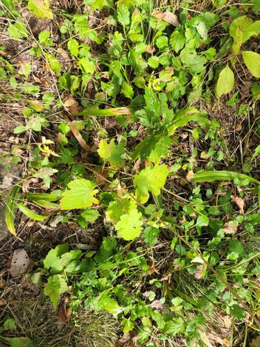 Rubus crataegifolius (Rubus crataegifolius)