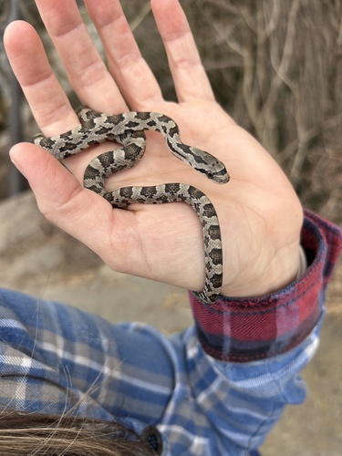 Western Ratsnake observed by aliciamn
