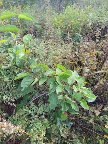 Chinese magnolia-vine (Schisandra chinensis)