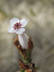 Erica ampullacea