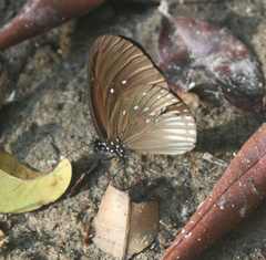 Euploea doubledayi