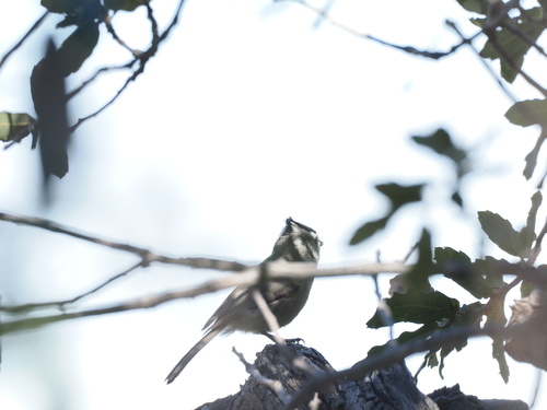 Bridled Titmouse (Baeolophus wollweberi)