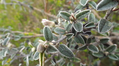 Podalyria burchellii