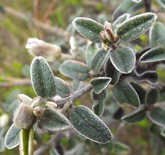 Podalyria burchellii