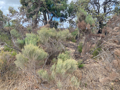 Allocasuarina humilis, photograph (c) smathichong, some rights reserved (CC BY)
