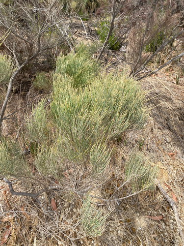 Allocasuarina humilis, photograph 5