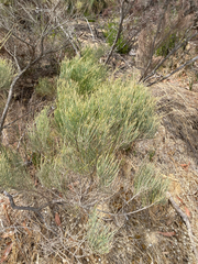 Allocasuarina humilis, photograph (c) smathichong, some rights reserved (CC BY)