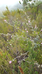 Podalyria burchellii