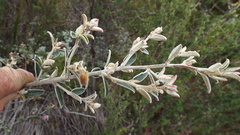 Podalyria burchellii