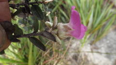 Podalyria burchellii