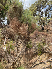 Allocasuarina humilis, photograph (c) smathichong, some rights reserved (CC BY)